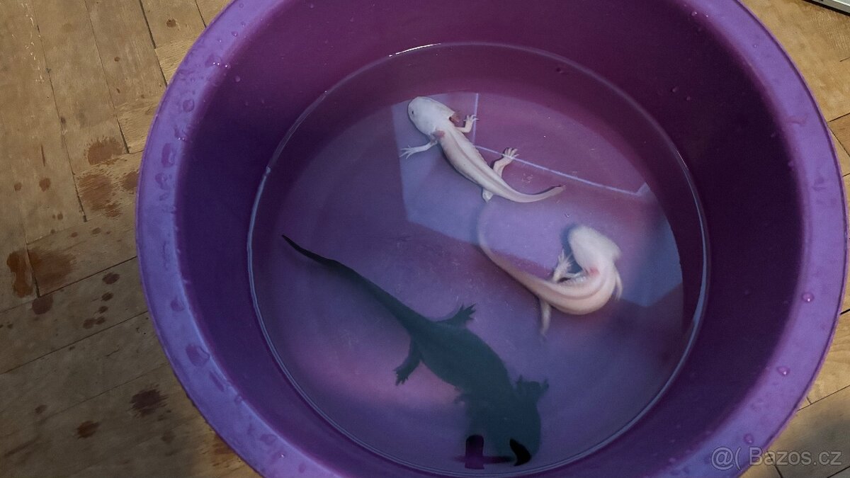 Axolotl +komplet vybavení - 4