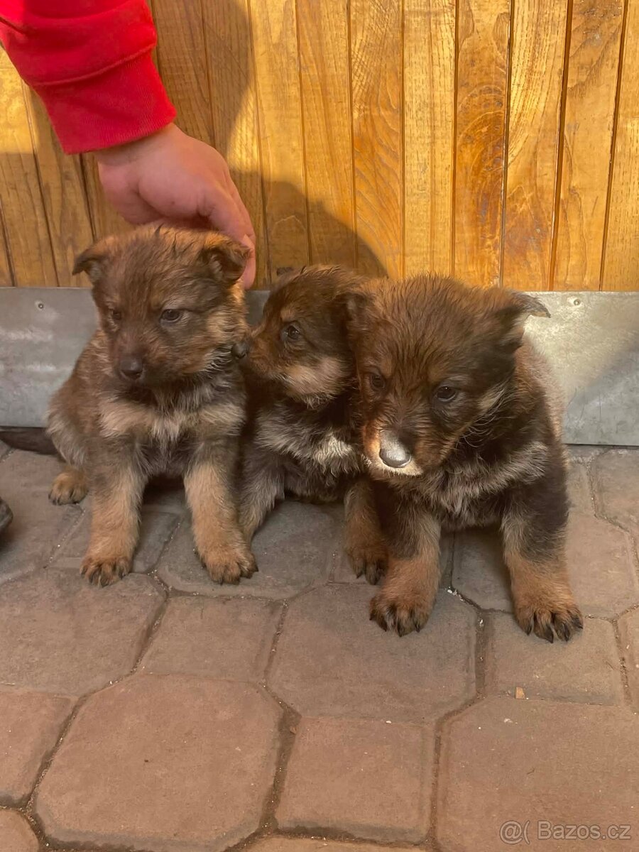 Štěně německého ovčáka - 4