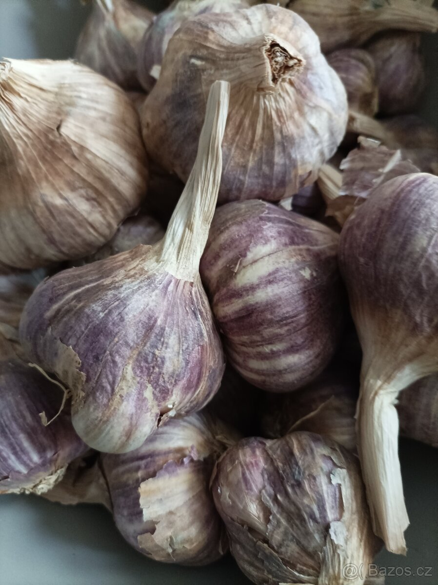 Český česnek - 4