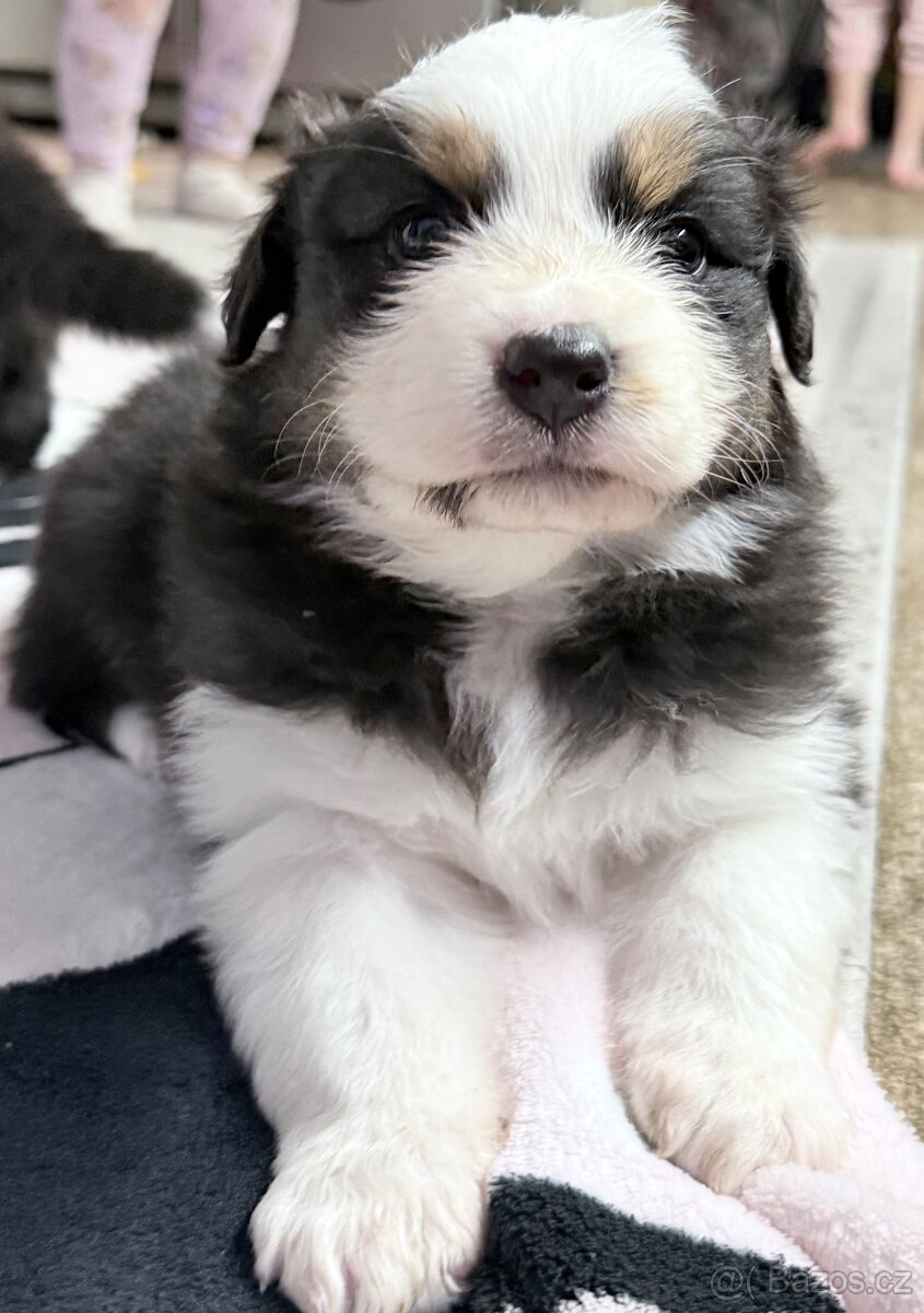 Štěňata Australský ovčák bez PP - 4