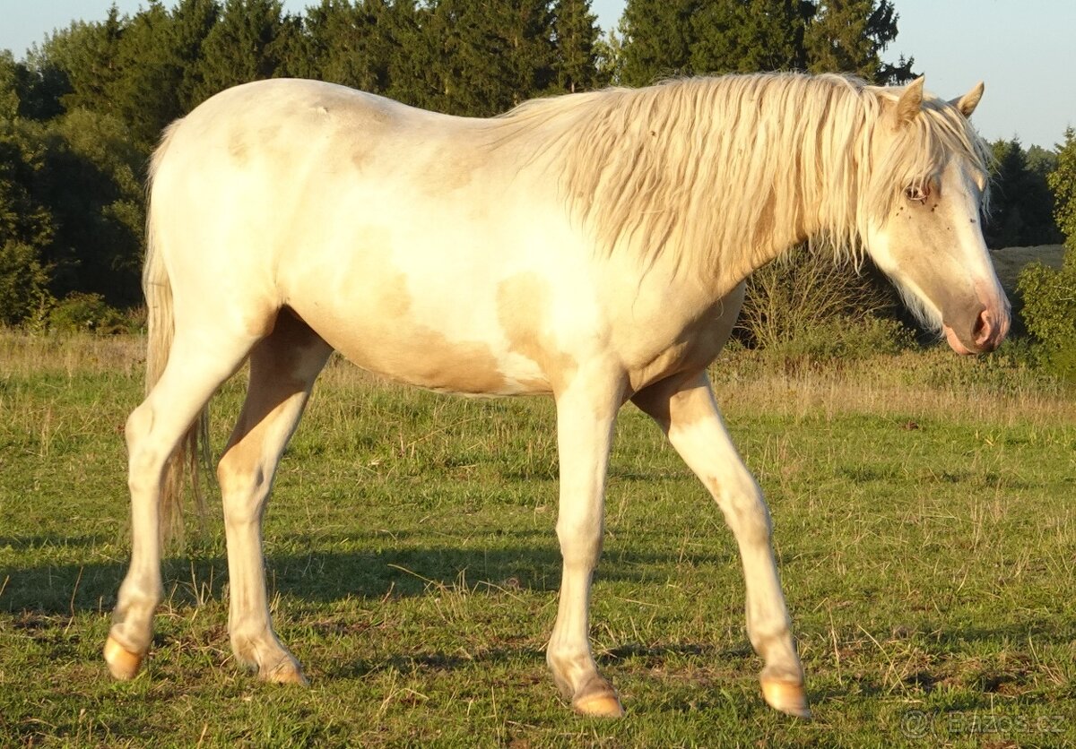 Prodám klisnu WPBr s PP, - 4