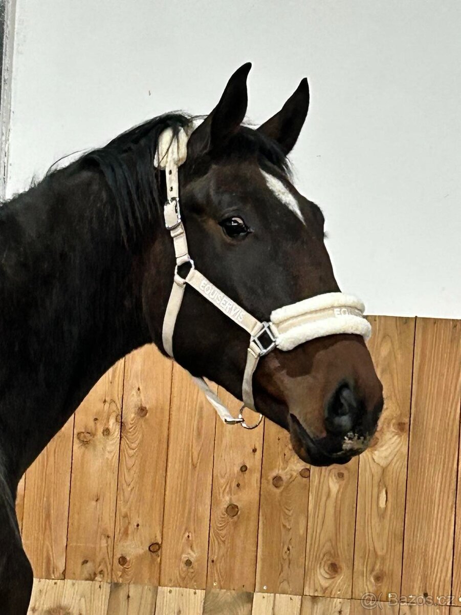 4letý valach po Romeo van het Rozenveld, nar. 4/2022 - 4