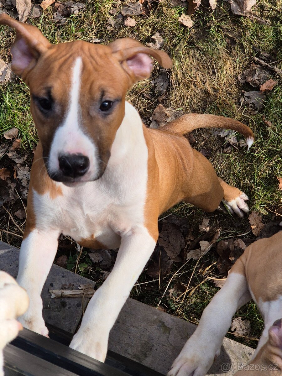 Americký stafordšírský teriér s PP - 4