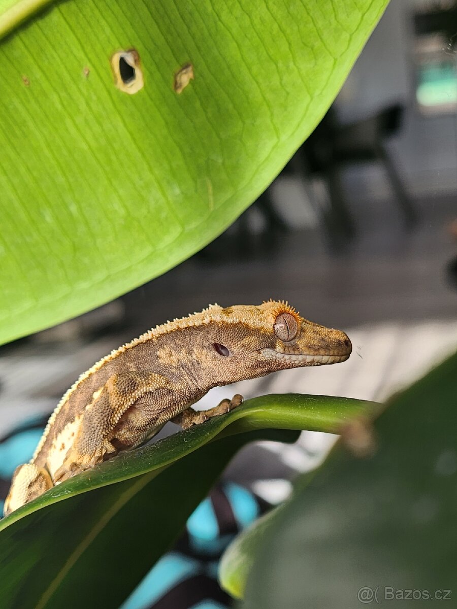 Mláďata pagekona řasnatého - 4