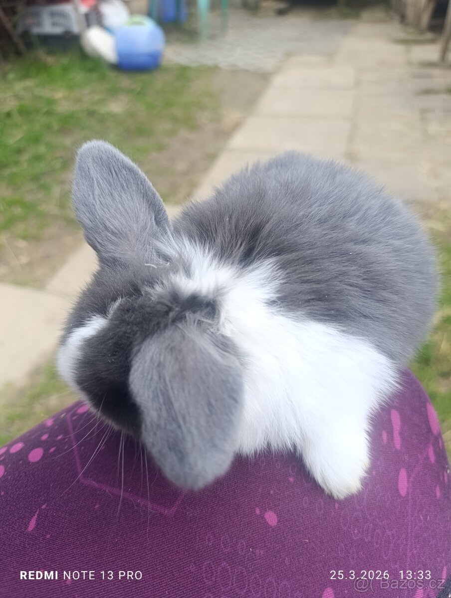 Králíček kříženec minilop - 4