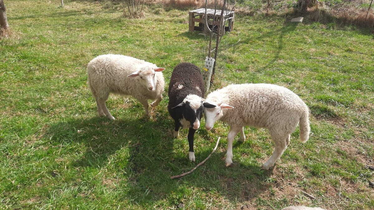 Prodám jehňata - 4