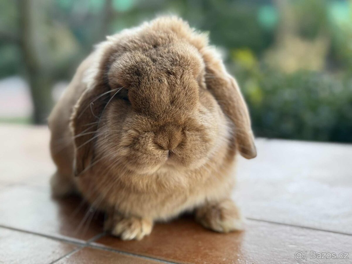 Minilop-zakrslý beránek - 4