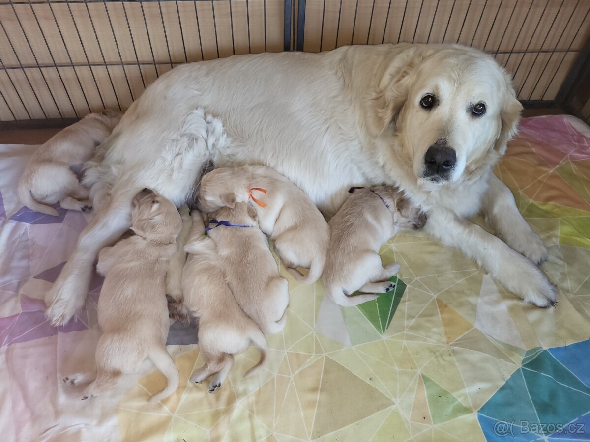 Zlatý retrívr štěňátka - 4