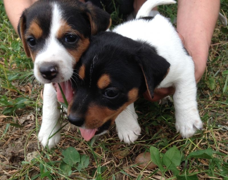 Jack Russell teriér trikolor - 4