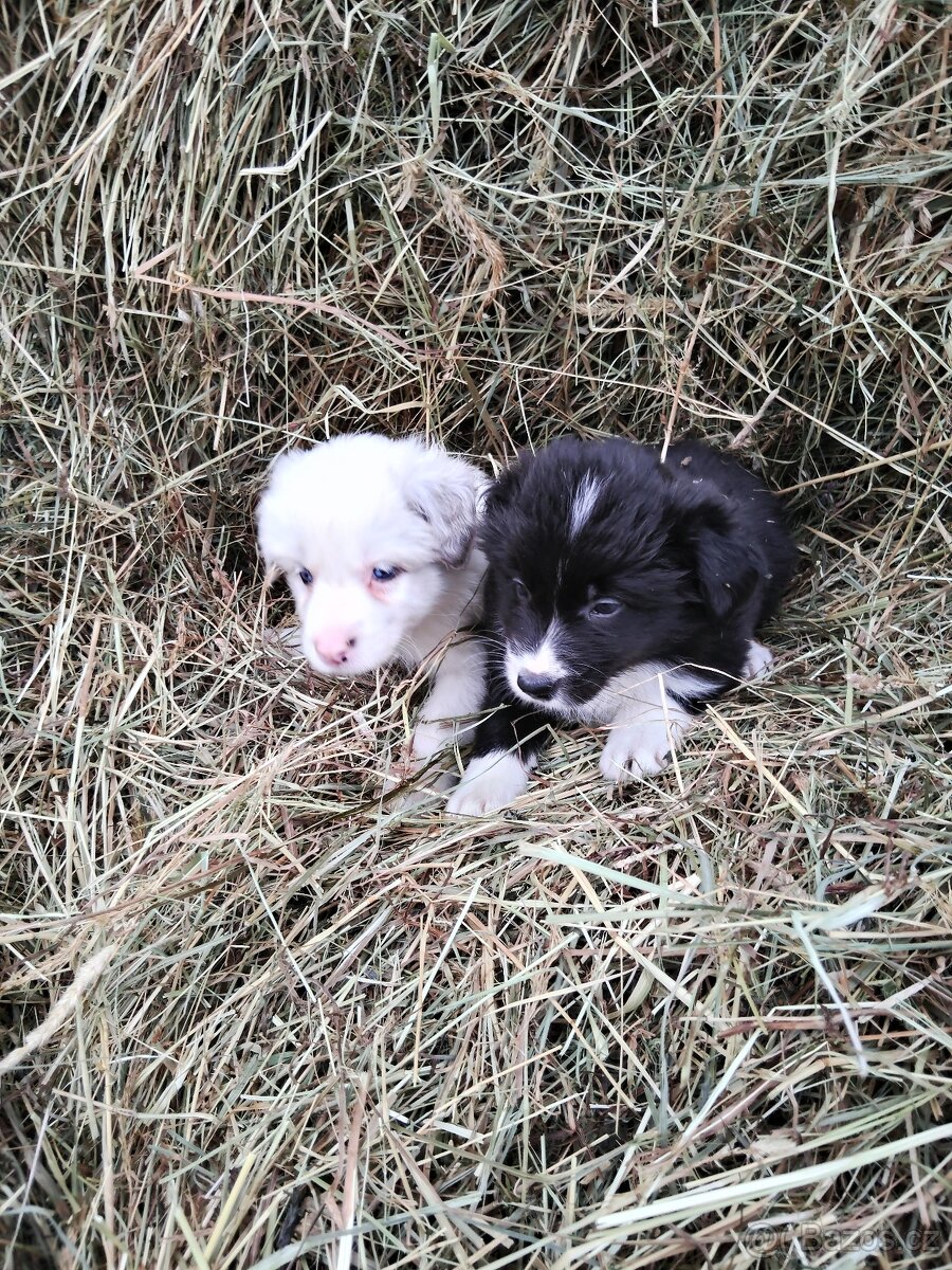 Štěňata border kolie - 4