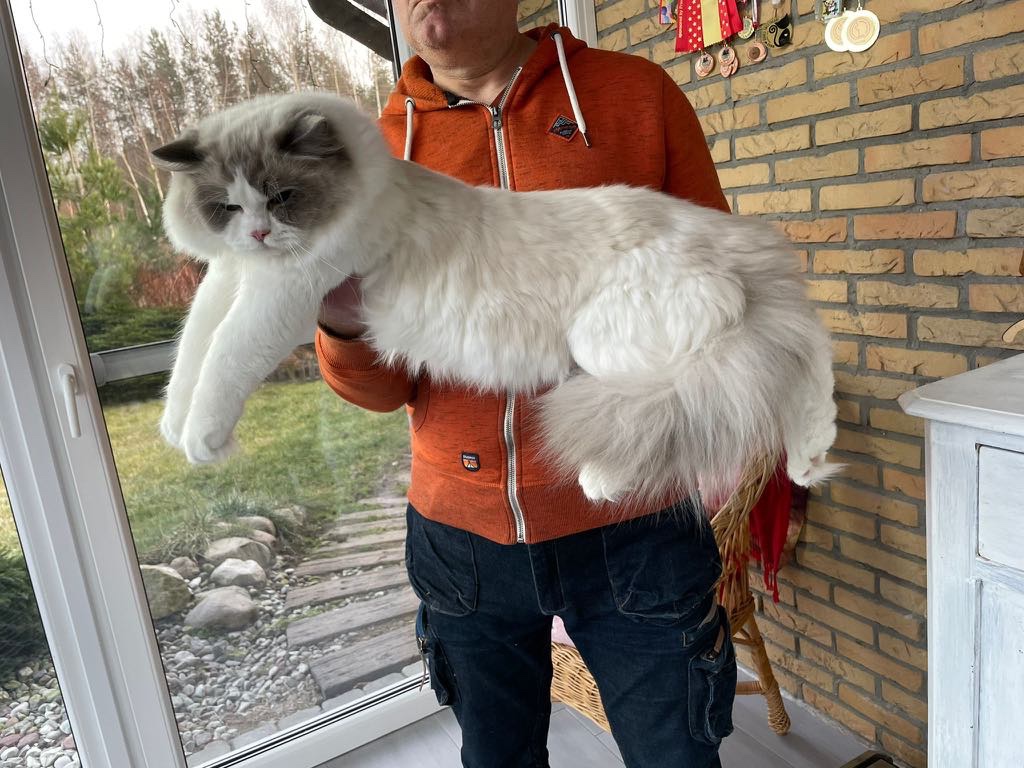 Ragdoll kastrovaná s průkazem původu po testovaných rodičích - 4