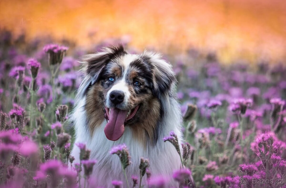 Krytí chovným psem Australský ovčák - 4