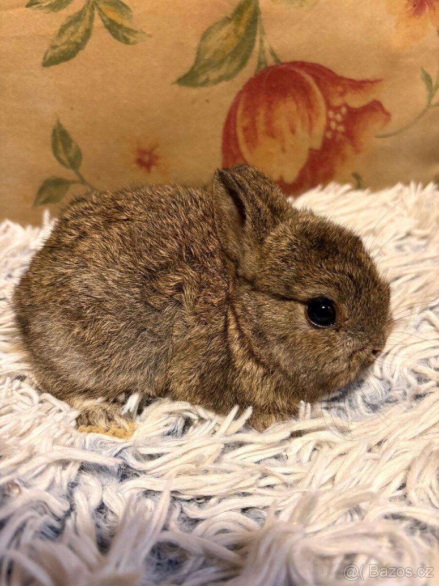 Zakrslý králíček - 4