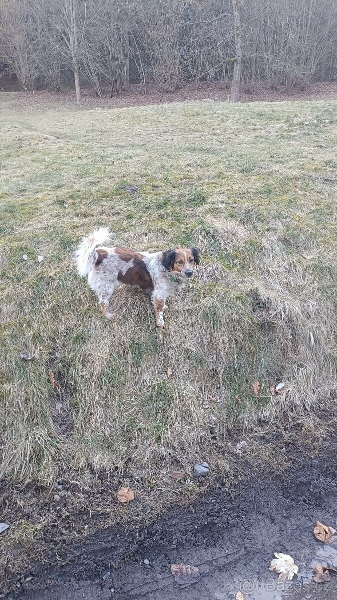 Štěně Jack Russell - 4