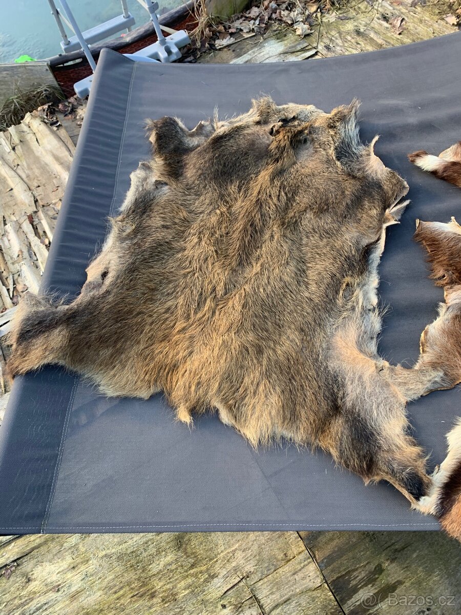 Jeleni a prasečí kůže - 4