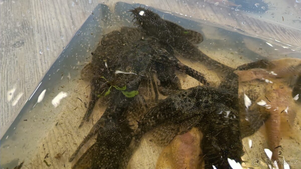 Ancistrus sp. - prodám - 4