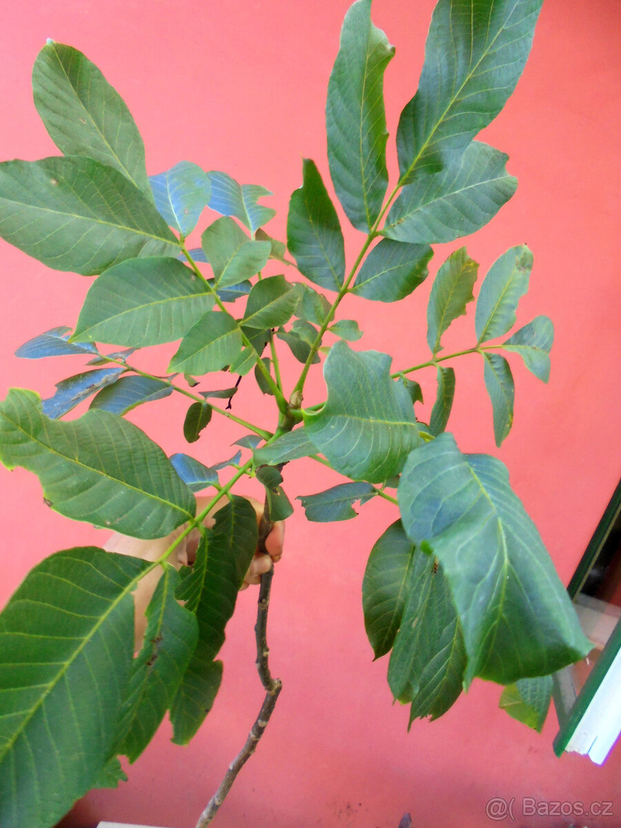 Ořešák královský - sazenice, výška 30-100 cm - 4