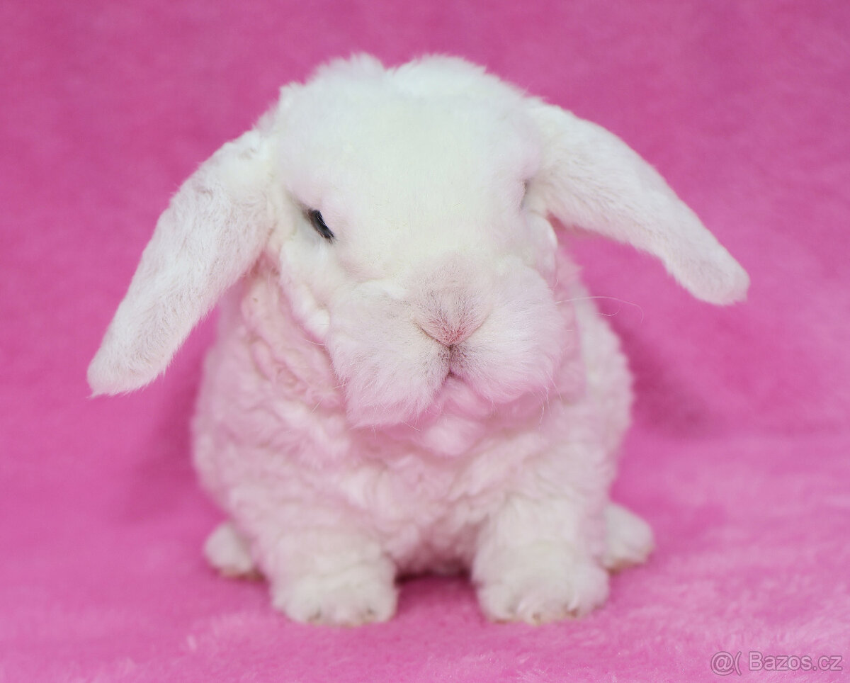 Zakrslý modrooký rex beránek sameček - 4