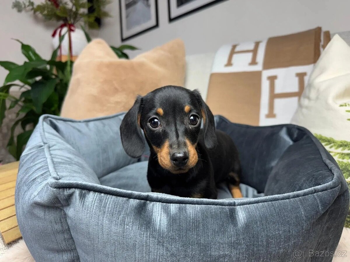 Jezevčík hladkosrstý trpasličí bez PP - 4