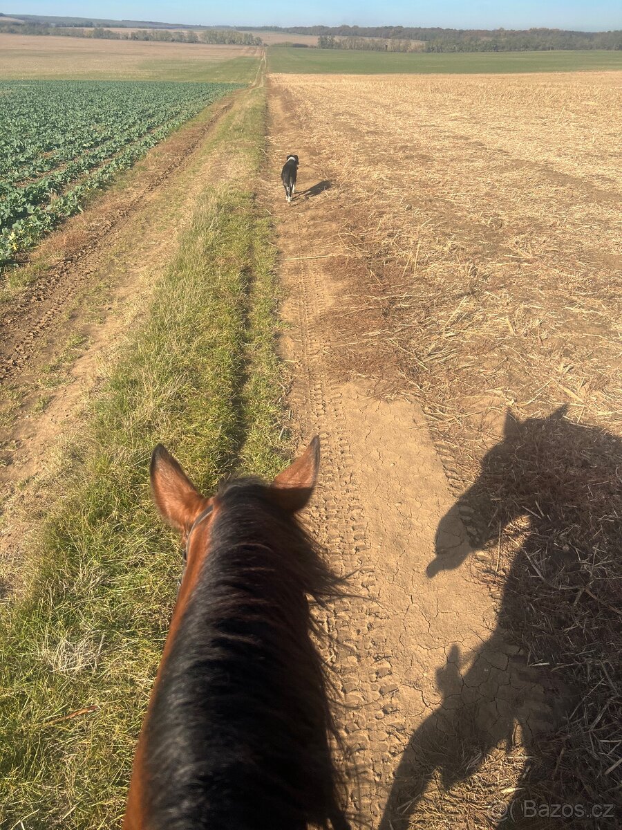 Kobylka na predaj - 4