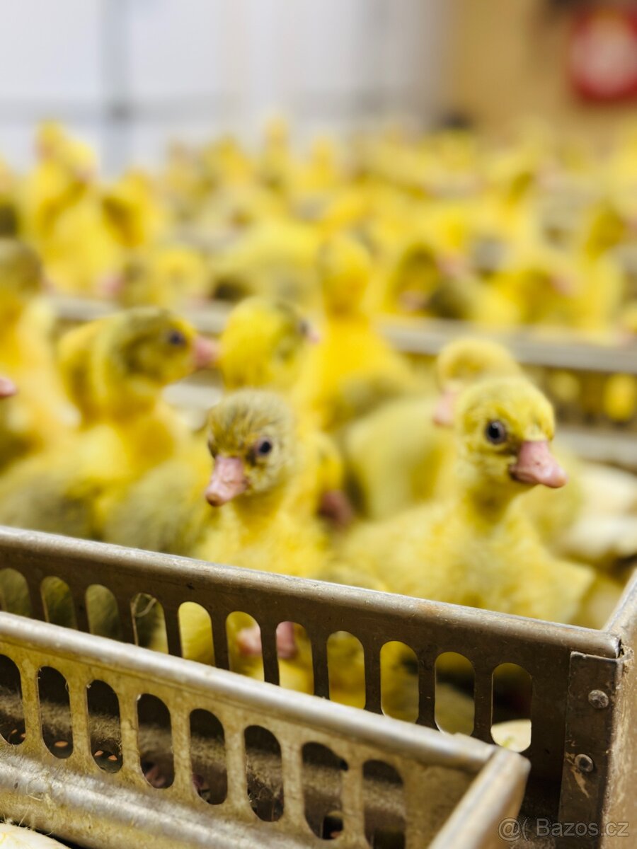 Novohradská housata - 4