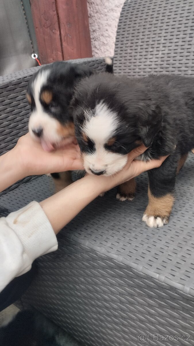 Bernský salašnický pes bez PP - 4