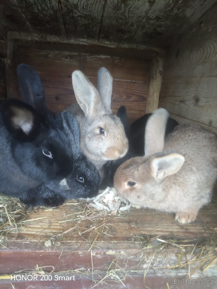 Králíci - 4