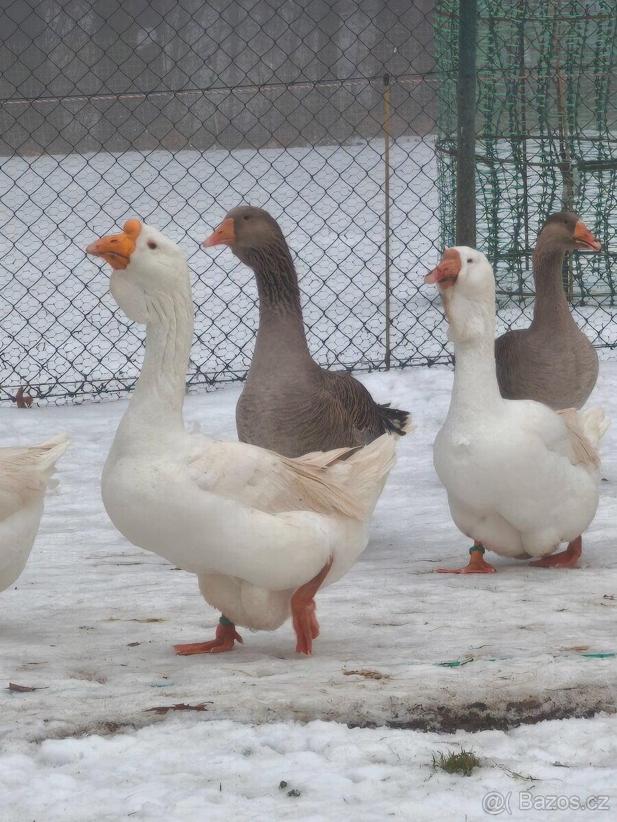 Hus cholmogorská - 4