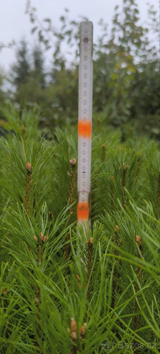 Sazenice lesních dřevin - 4