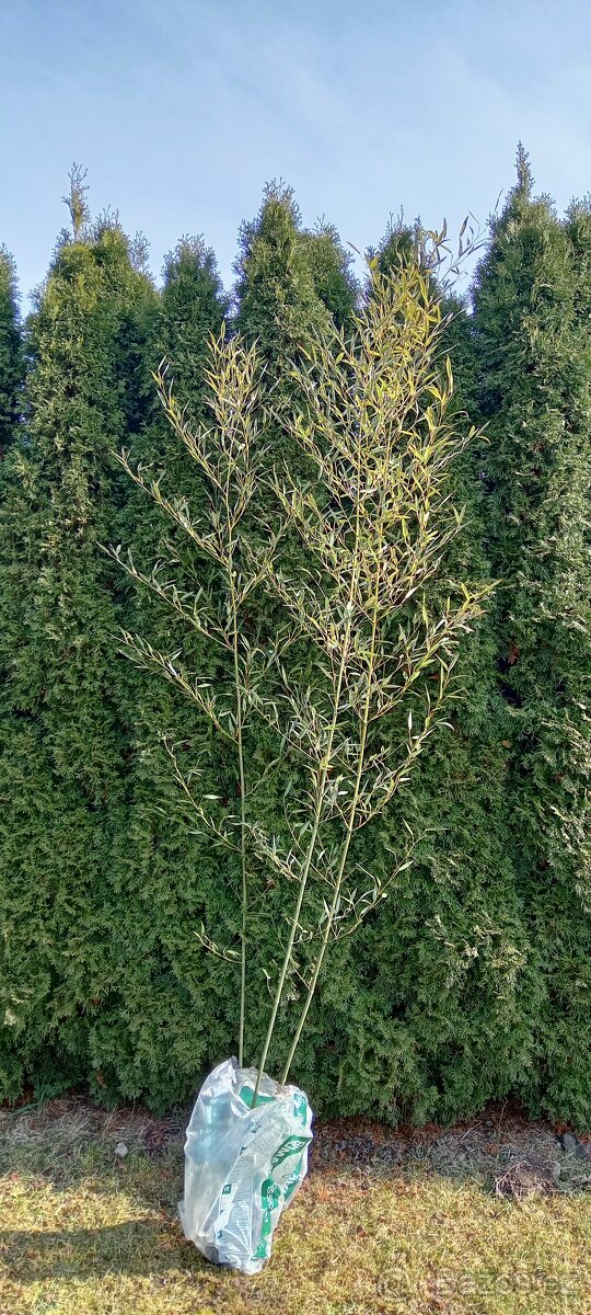 Bambus mrazuvzdorný - 4