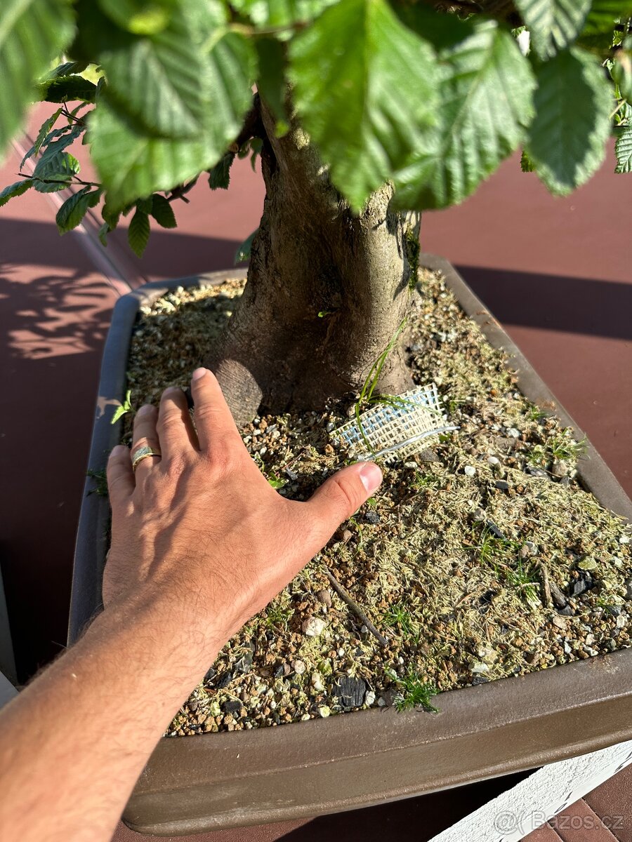 Bonsai Habr, Carpinus betulus - 4