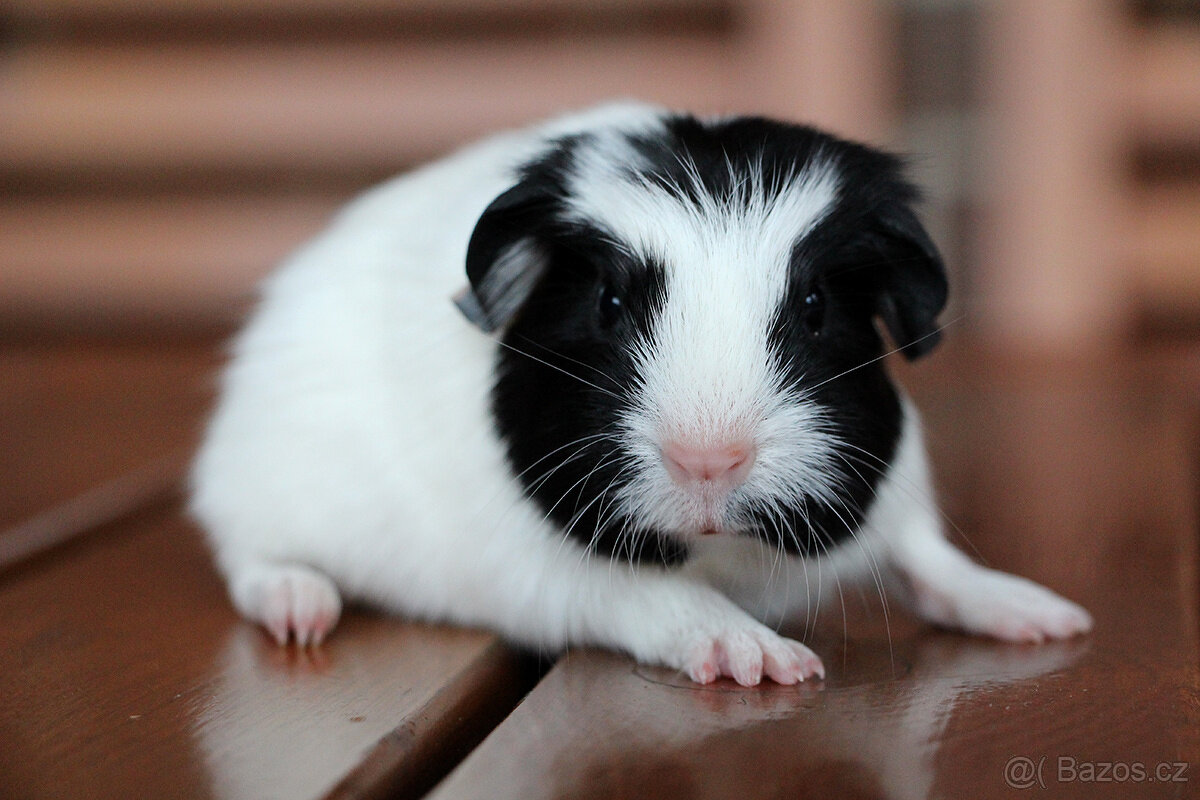 Krátkosrsté morče, morčátko, morčata s PP - 4