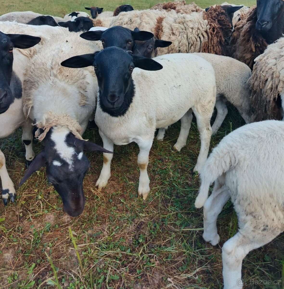 Letošní roční ovečky - 4