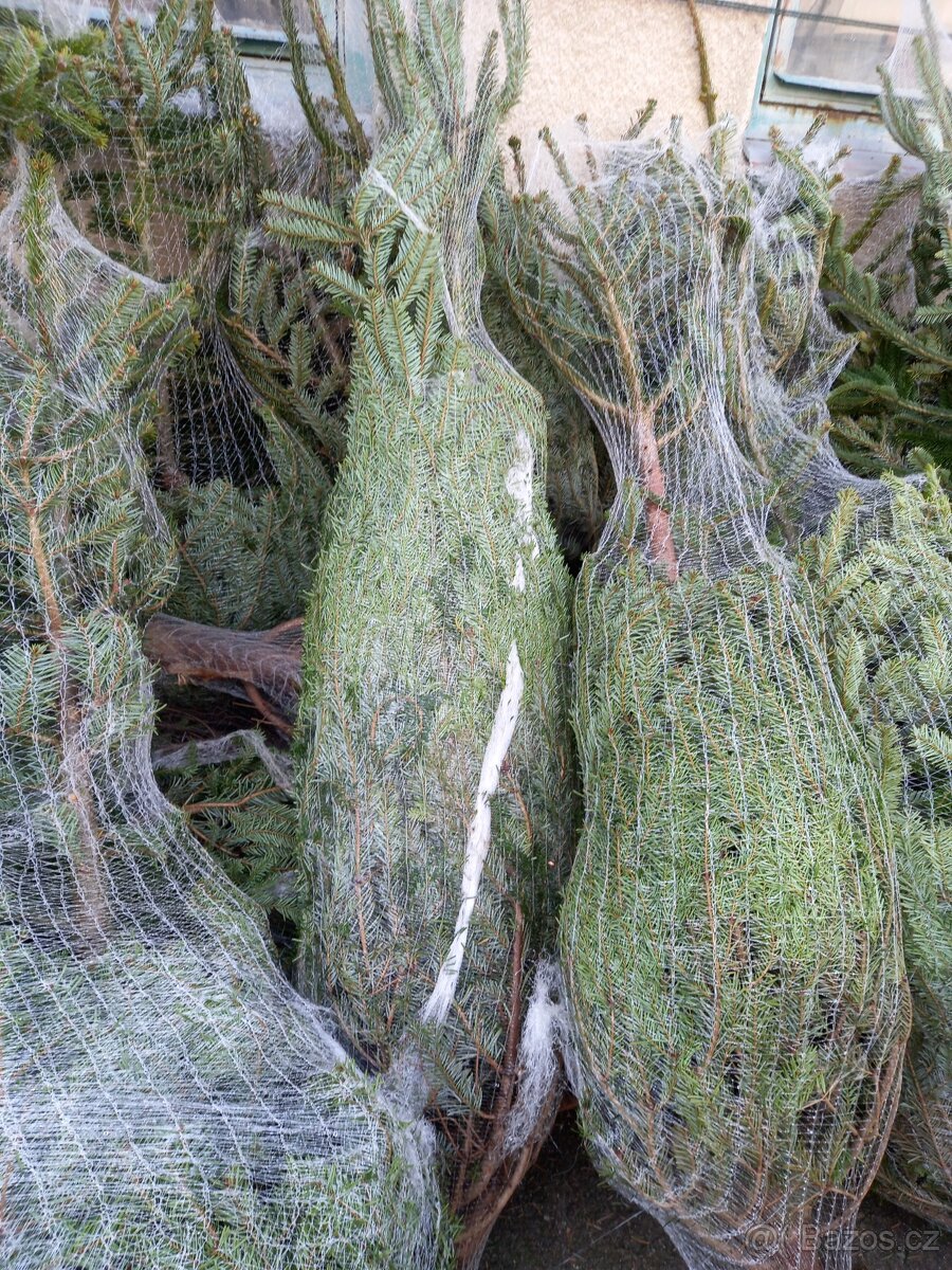 Vánoční stromky - 4