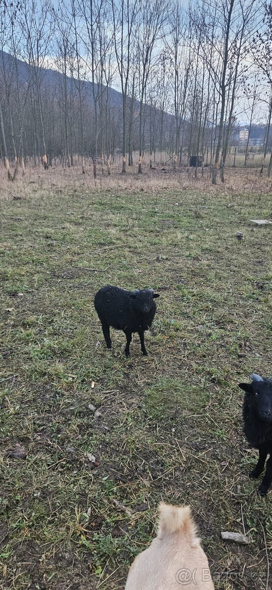 Beránci ze Strážek - 4