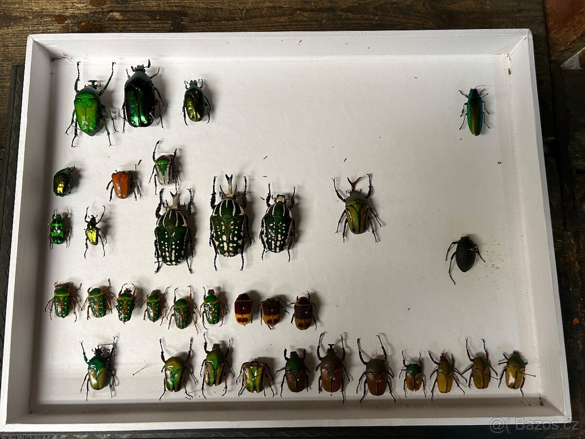 Sbírka brouků – roháči, nosorožíci, zlatohlávci a další - 4