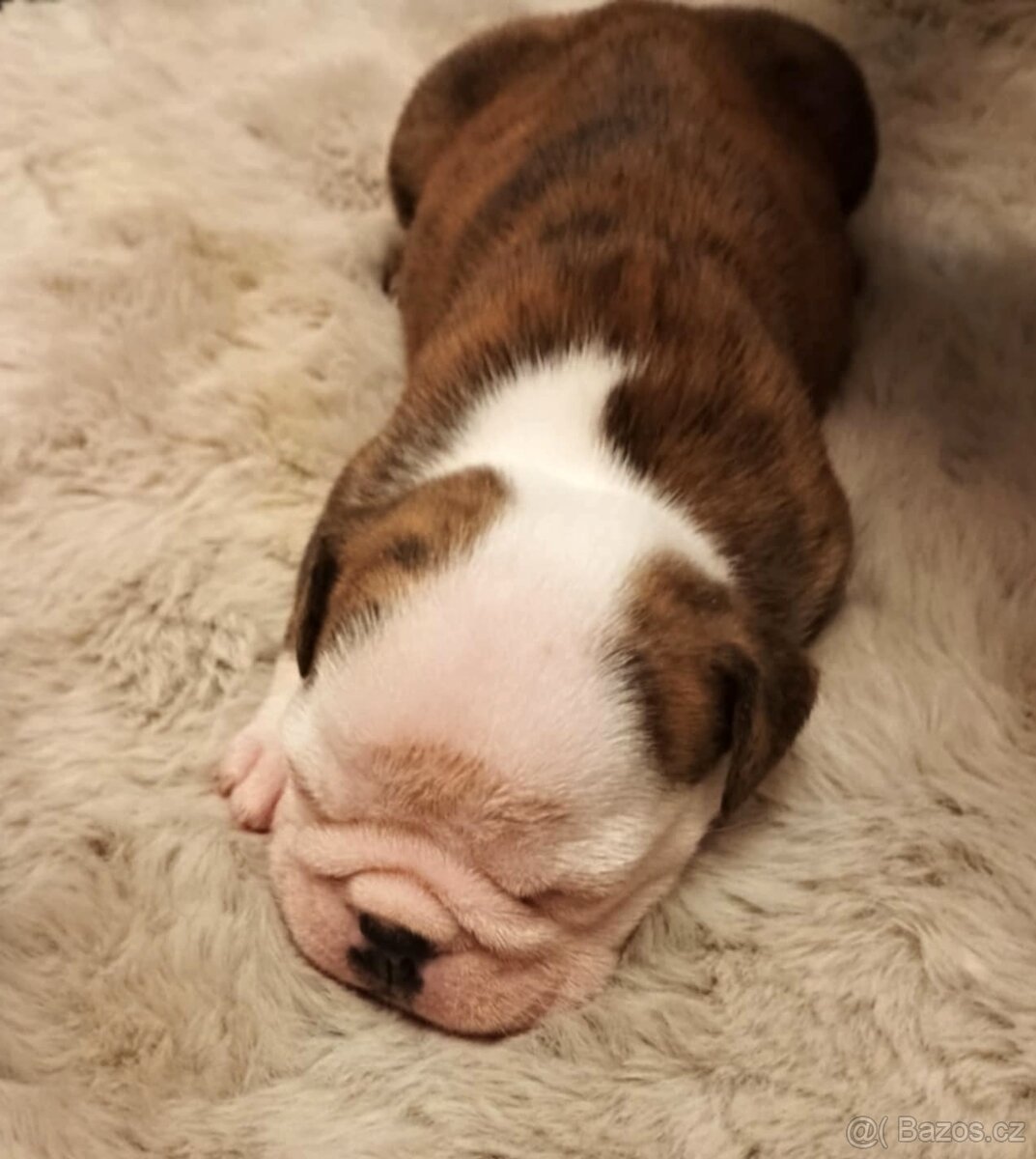 Anglický buldok s PP, štěňátka k rezervaci - 4