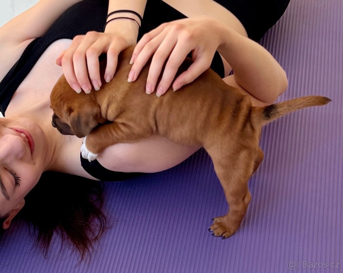 YogaPets - Jóga se štěňátky / štěňaty v Praze - 4