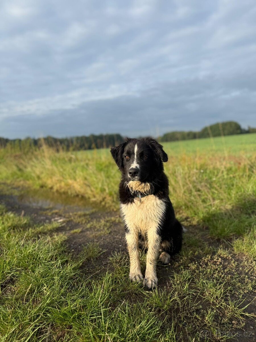 Australský ovčák s PP - 4