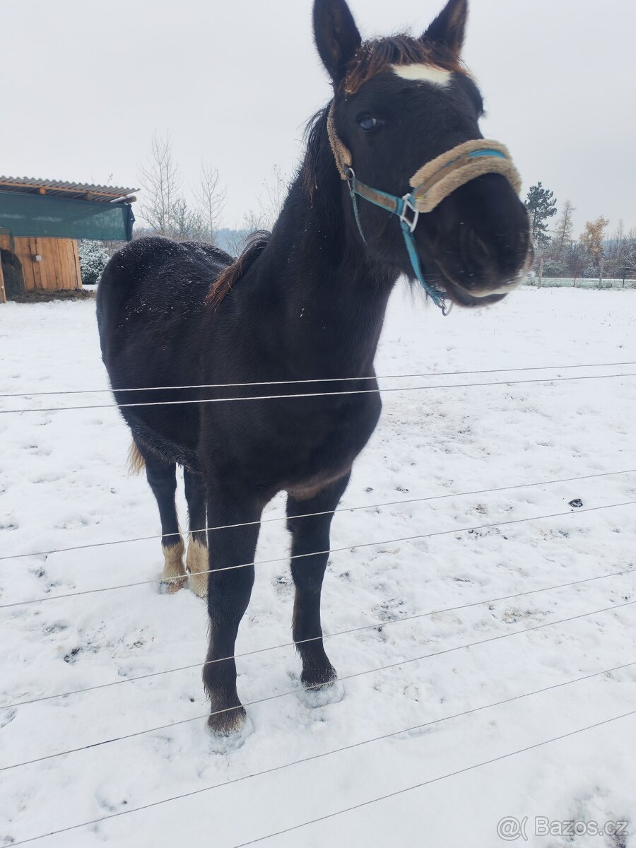 Shanim někoho ke koním - 4