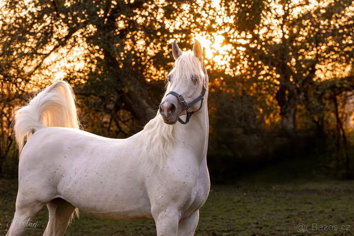 Plemeníci,kobyly arabských plnokrevníků - 4