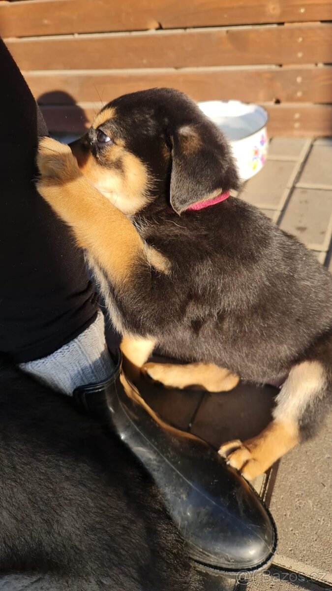 Prodam štěňata Rotvajller - Československý vlčák - 4