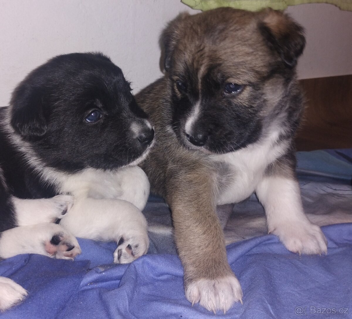 Prodám štěňátka středního vzrůstu - 4