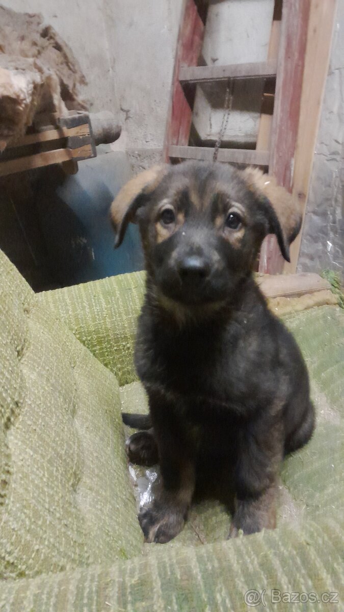 Štěňátka - 4