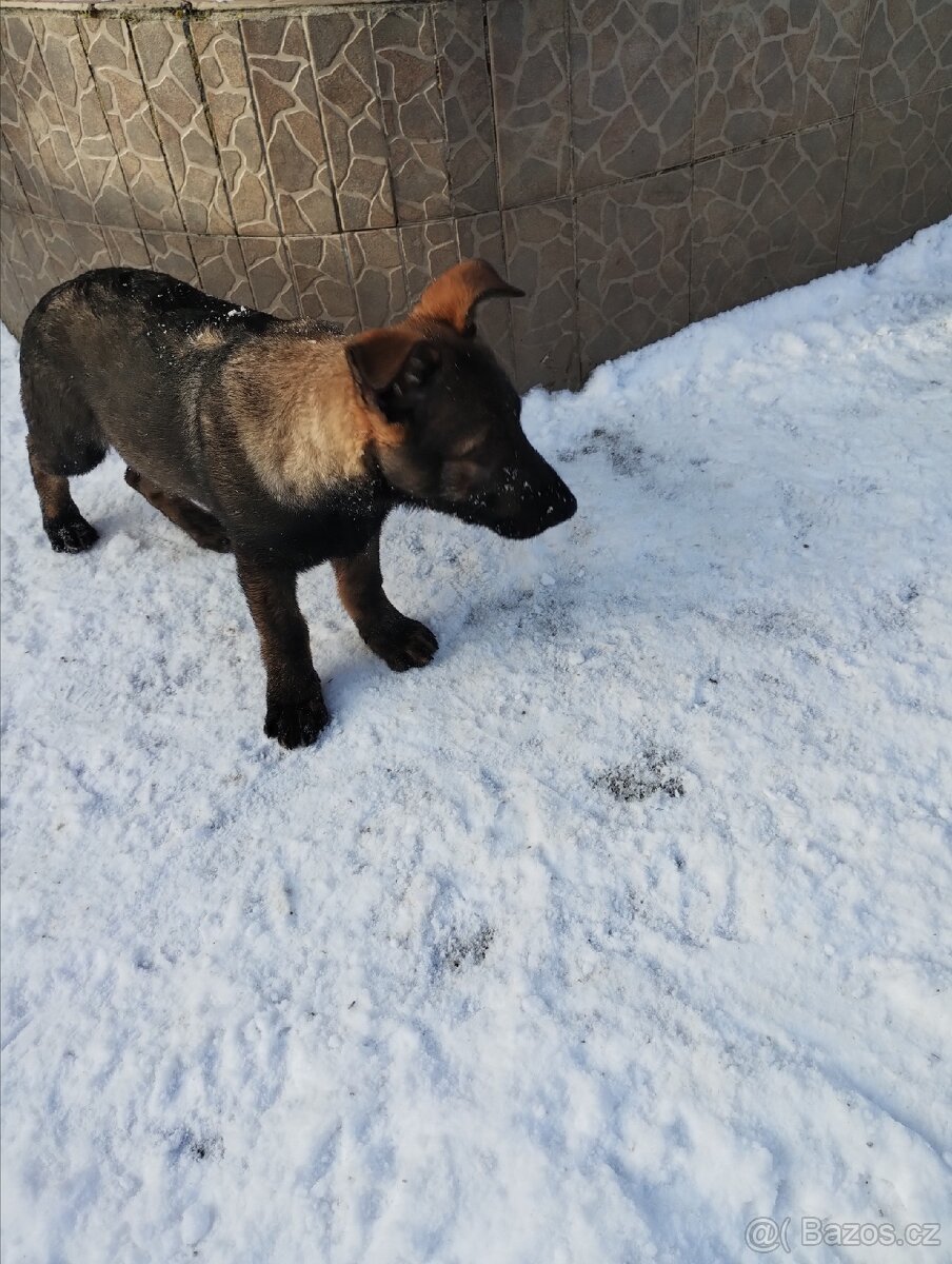 Německý ovčák - 4