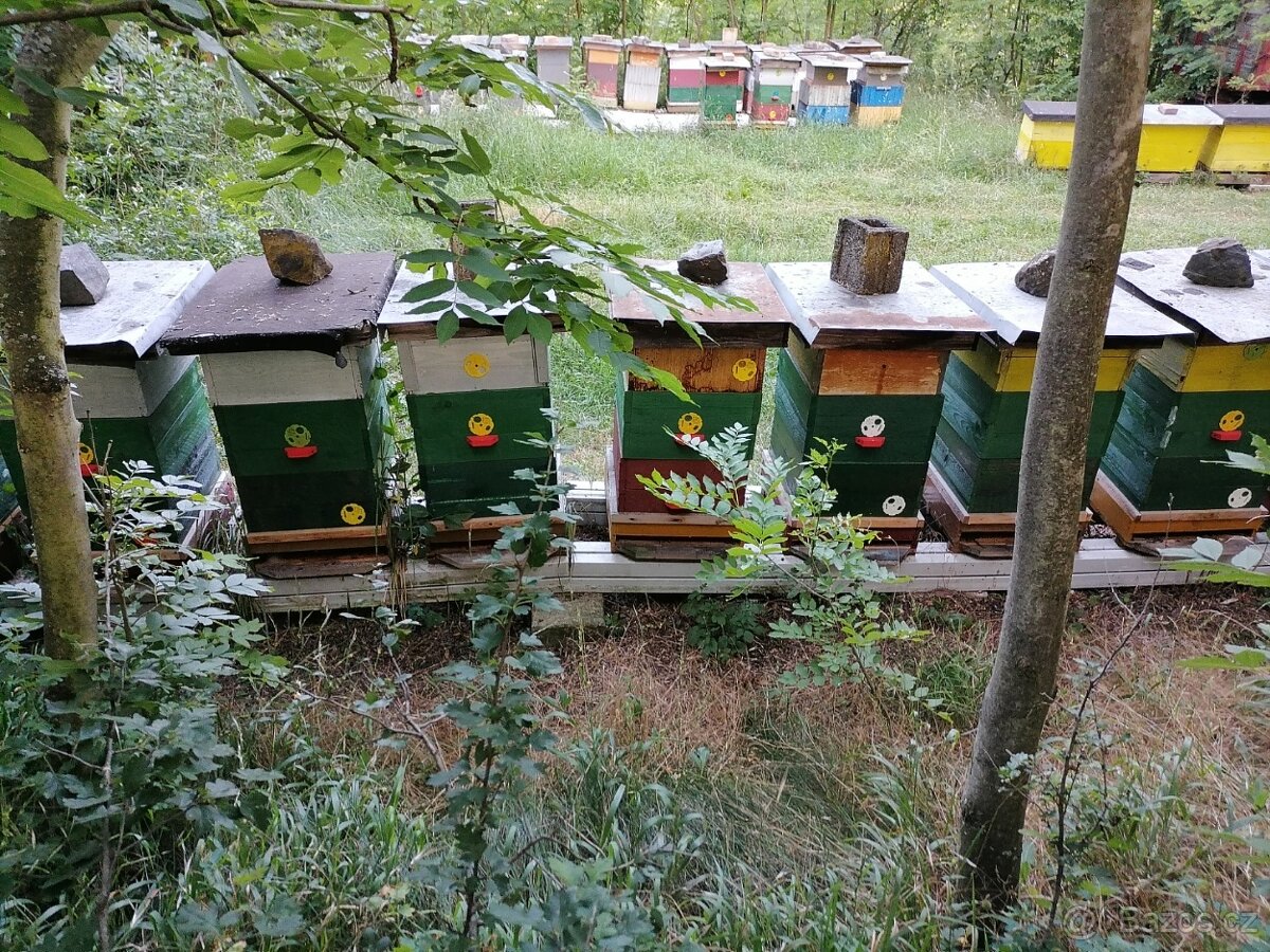 Včelí med akátový - 4