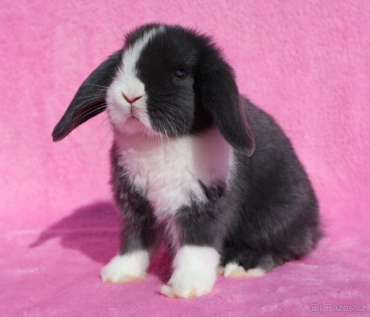 Zakrslý modrooký NHD beránek maličká samička s VP. - 4