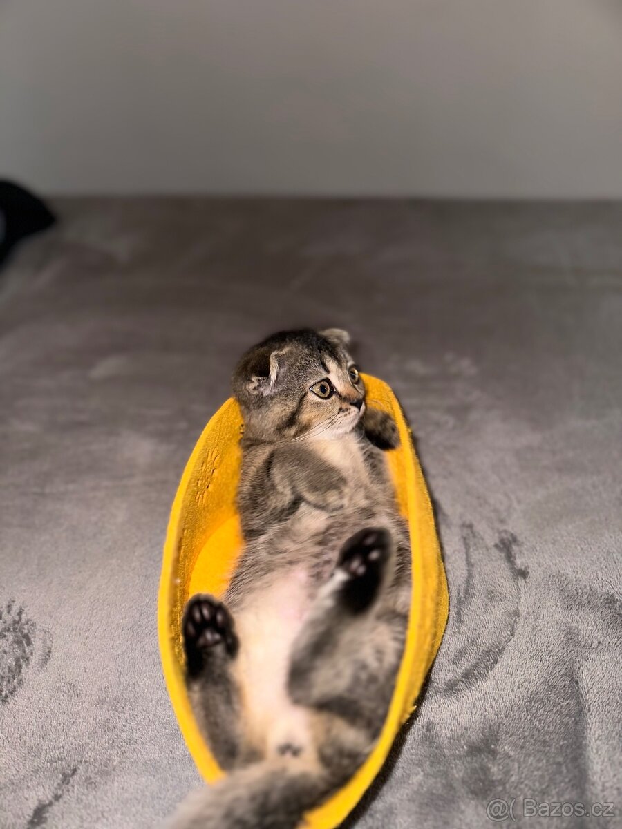 Skotská klapoucha kočička Fold - 4