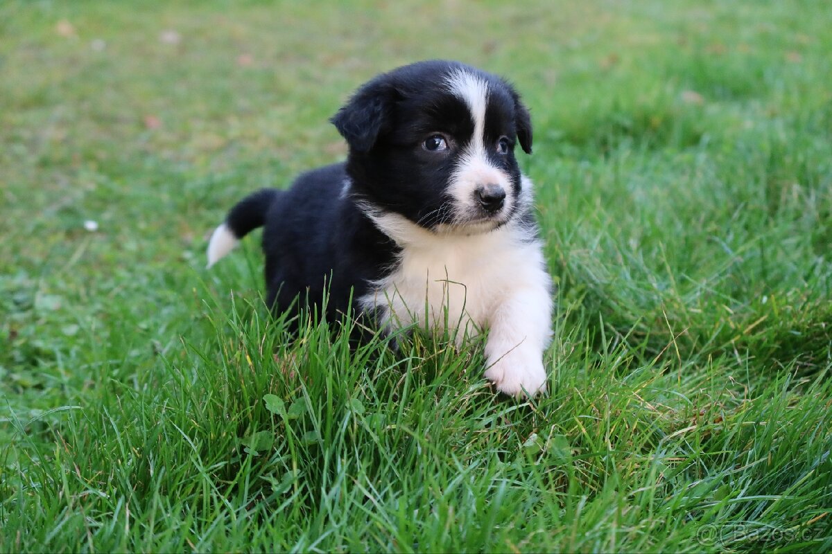 Border kolie štěňata - 4