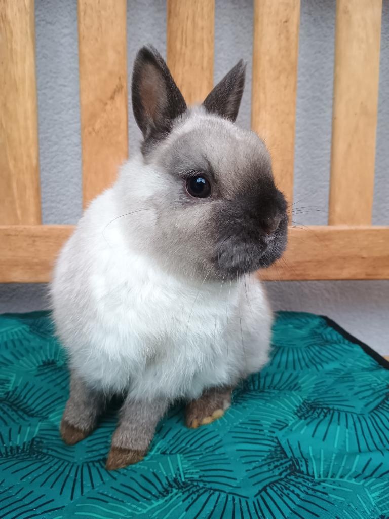 Zakrslý siamský žlutý MINI sameček - 4